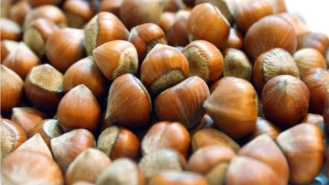 TOBB Yeni Fındık Kanunu İstiyor