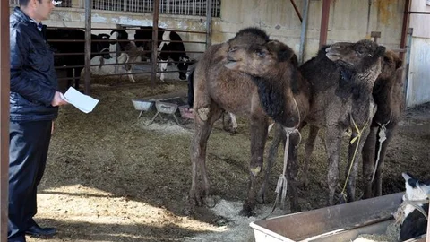 Suriye sınırında 3 deve ele geçirildi