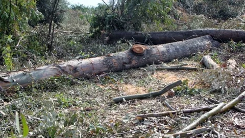 Hazine Arazisinde Ağaçları Kesen 2 Kişi Suçüstü Yakalandı