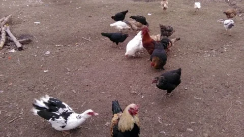 Boş Vakitlerinde Kümes Hayvanları Besliyor