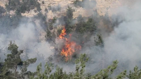 Piknik Ateşi 3 Hektar Ormanlık Alanı Yaktı