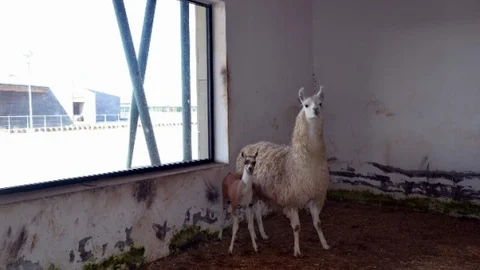 Hayvanat Bahçesinin Yeni Üyesi Yavru Lama Oldu