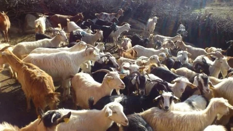 Burhaniye'de Koyun Ve Keçilere Sayım