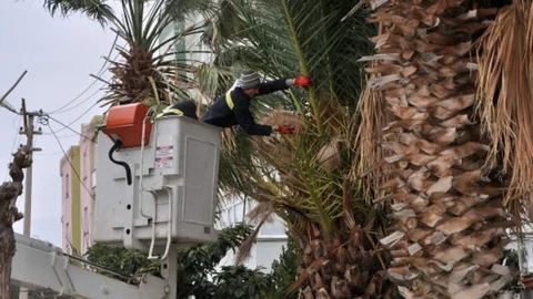 Tellere Temas Eden Ağaçlar Elektrikleri Kesti