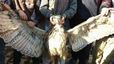 Kelkit'te Çocuklar Ölü Baykuş Buldu