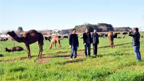 Suriye sınırında hayvan kaçakçılığı