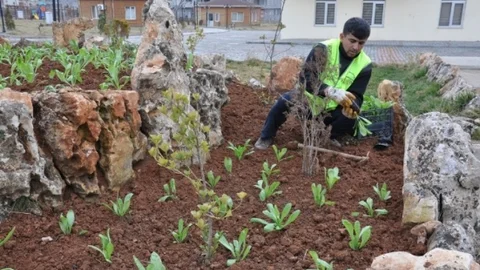 Siirt'te 10 Bin Çiçek Dikilecek