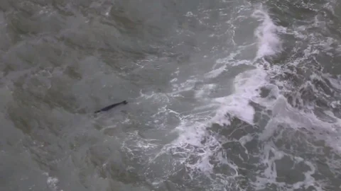 (Özel Haber) Nadir Görünen Fok Balığı Antalya'da Görüntülendi