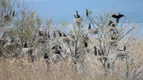 Beyşehir Gölü Milli Parkı'ndaki Kuş Varlığı Kitaplaştırılıyor