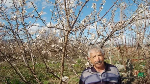 Meyve Ağaçları Lodosun Ardından Çiçek Açtı