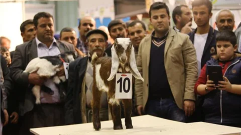 ''1. Kuzu ve Oğlak Güzellik Yarışması''