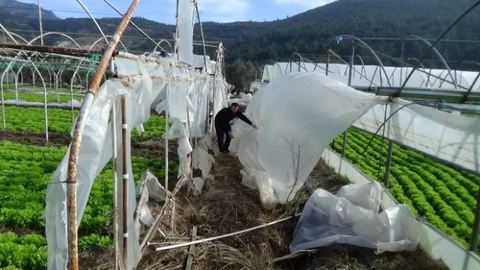 (Özel Haber) Seraları Uçuran Lodos Yüzlerce Çiftçiyi Mağdur Etti