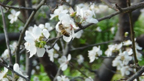 Silifke'de Erik Ağaçları Çiçek Açtı