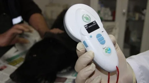 Sokak Hayvanlarına Çip'li Takip