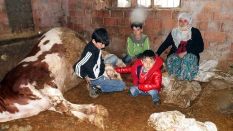 10 Kişilik Ailenin Geçim Kaynakları Telef Oldu