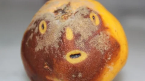 (Özel Haber) Ayvadaki İnsan Yüzü Mü ?