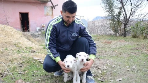 Yaban Domuzlarına Karşı Köpekli Tedbir
