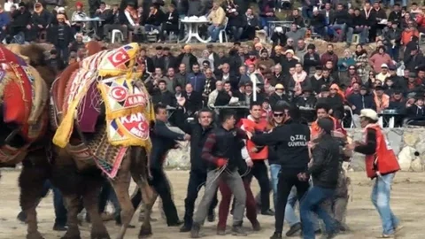 Develer Güreşirken Sahipleri Kavga Etti