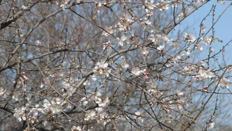 Fethiye'de Bademler Çiçek Açtı