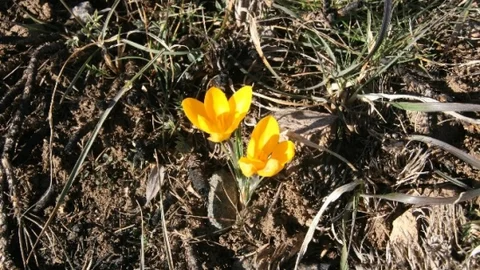 Yozgat'ta Baharın Müjdecisi Çiğdemler Çiçekleri Açtı
