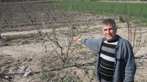 Yumurtalık'ta Şeftali Ağaçları Çiçek Açtı