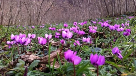Karadeniz'de Bahar Havası