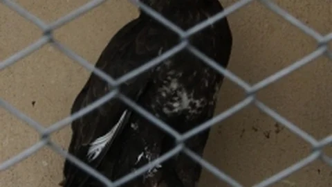 Baykuş Ve Şahin Avcıların Hedefi Oldu