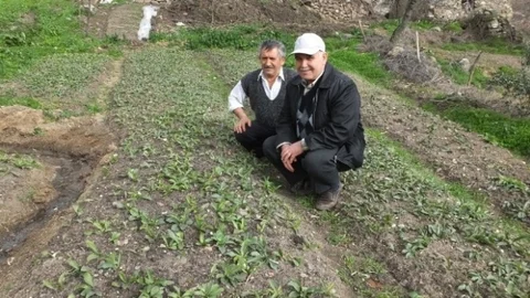 Bigadiç'te Zambak Ekimi Başladı