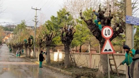 Kütahya Belediyesi'nden Ağaç Bakım Ve Budama Çalışması