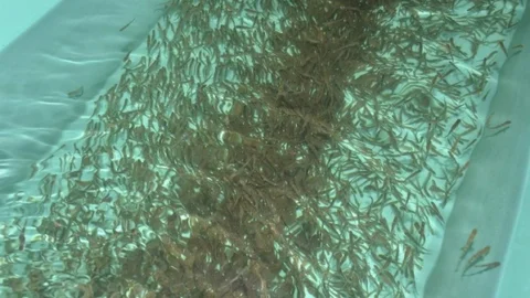 Türkiye Genelinde 8 Yılda 7 Milyon 449 Bin Yavru Alabalığı Derelere Bıraktılar