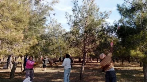 Dazkırı Ve Köylerindeçam Kese Böceğine Karşı Savaş Açıldı