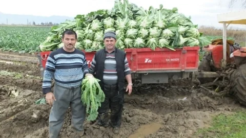 Burhaniye'de Karnıbahar Çiftçiyi Sevindirdi