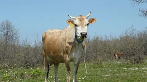 Samsun'da 254 Bin Hayvan Tescillendi