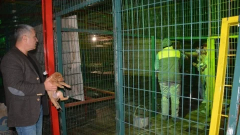 Hayvan Barınağında Yenileme Çalışmaları