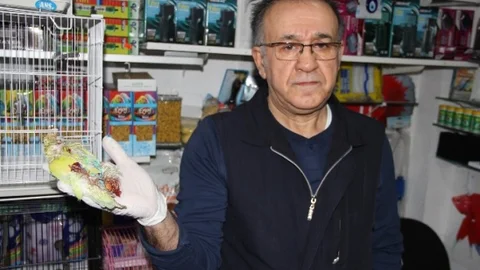İkinci Kez Soydukları Kuşçu Dükkanındaki Papağanları Öldürdüler