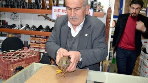 Atmacayı Çocuğu Gibi Besliyor