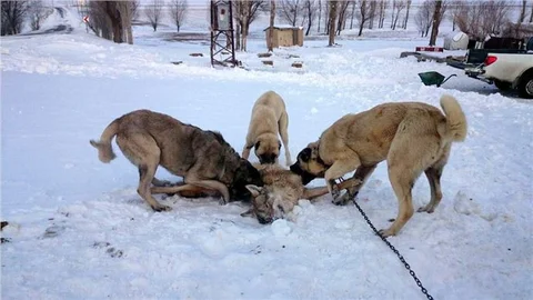 İlçeye inen kurdu Kangal köpekleri boğdu