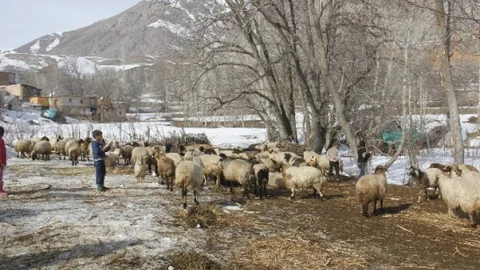 Hakkari'de Küçükbaş Hayvanların Yavru Atması Çiftçileri Perişan Etti