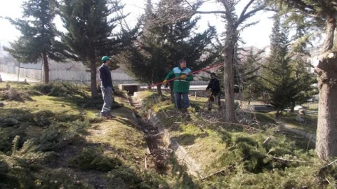 Tecde Mezarlığındaki Ağaçlarda Budama Çalışmaları Yapıldı