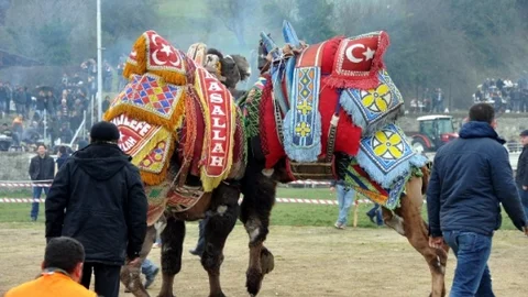 26. Geleneksel Umurbey Deve Güreşleri Yapıldı