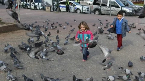 (Özel Haber) Güvercinler Çocukların Neşe Kaynağı