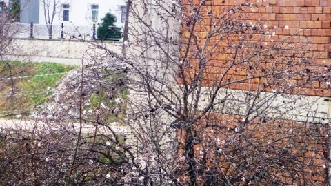 Kışın Ortasında Badem Ve Kayısı Ağaçları Çiçek Açtı
