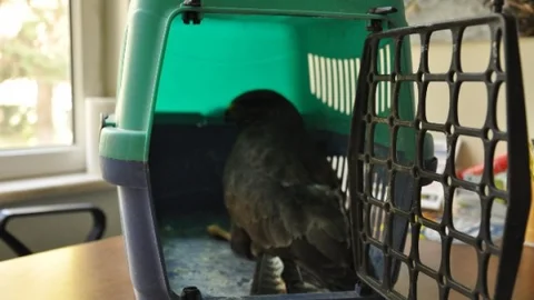 Yaralı Halde Bulunan Şahin Tedavi Altına Alındı