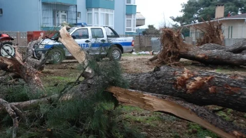 İzinsiz Ağaç Katliamı Durduruldu