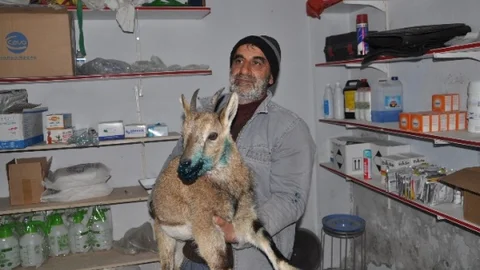 Dağ Keçisini Vaşağın Saldırısından Vatandaşlar Kurtardı