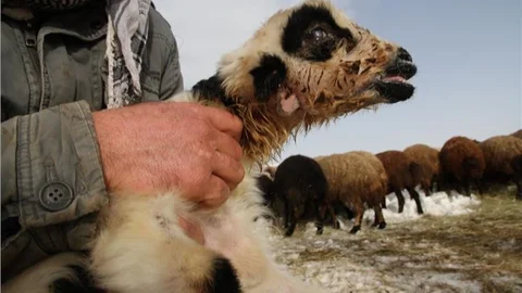 İki ağızlı kuzu görenleri şaşırtıyor