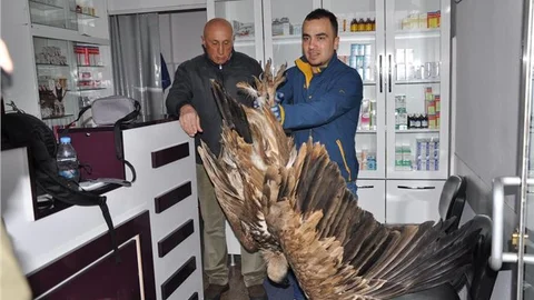 Ormanda bulunan akbabaya vatandaş sahip çıktı