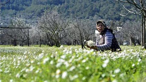 Yurtta kar, Bodrum'da bahar