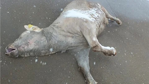 Sakarya'da ölü inek kıyıya vurdu
