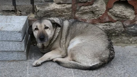 Eyüp Belediyesi Sokak Hayvanlarına Sahip Çıkıyor